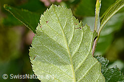 Foto: Zwergmispel  (Sorbus chamaemespilus)