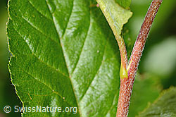 Foto: Zwergmispel  (Sorbus chamaemespilus)
