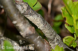 Foto: Zwergmispel  (Sorbus chamaemespilus)