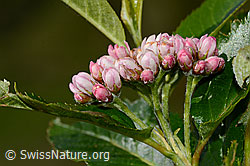 Foto: Zwergmispel  (Sorbus chamaemespilus)