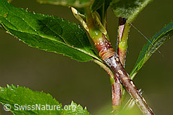 Foto: Zwergmispel  (Sorbus chamaemespilus)