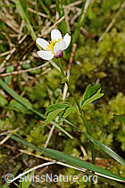 C335022: Eisenhutblättriger Hahnenfuss (Ranunculus aconitifolius)