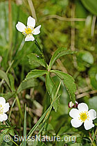 C335023: Eisenhutblättriger Hahnenfuss (Ranunculus aconitifolius)