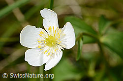 C335024: Eisenhutblättriger Hahnenfuss (Ranunculus aconitifolius)