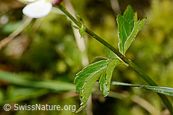 C335025: Eisenhutblättriger Hahnenfuss (Ranunculus aconitifolius)