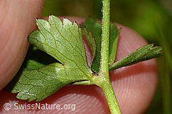 C335027: Eisenhutblättriger Hahnenfuss (Ranunculus aconitifolius)