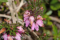 C335063: Erika (Erica carnea)