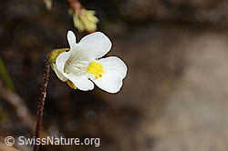 Alpen-Fettblatt (Pinguicula alpina) (C335070) Alpen-Fettblatt (Pinguicula alpina) (C335070)