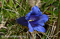 Foto: Clusius Enzian (Gentiana clusii)