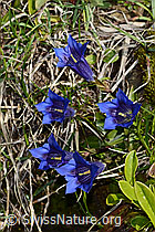 Foto: Clusius Enzian (Gentiana clusii)