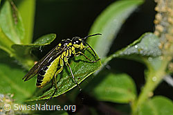 Grünschwarze Blattwespe (Tenthredo mesomela) (C338157) Grünschwarze Blattwespe (Tenthredo mesomela) (C338157)