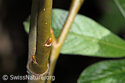 Seidenhaarige Weide (Salix glaucosericea) (C338244) Seidenhaarige Weide (Salix glaucosericea) (C338244)