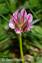 Alpenklee (Trifolium alpinum) (C338296) Alpenklee (Trifolium alpinum) (C338296)