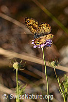 Gemeine Skabiose (Scabiosa columbaria)
