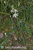 Astlose Graslilie (Anthericum liliago) (C338902) Astlose Graslilie (Anthericum liliago) (C338902)