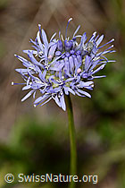 Foto: Berg-Jasione (Jasione montana)