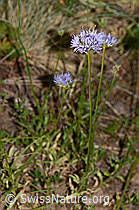 Foto: Berg-Jasione (Jasione montana)