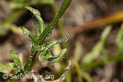 Foto: Berg-Jasione (Jasione montana)