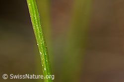 Foto: Berg-Jasione (Jasione montana)
