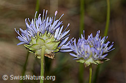 Foto: Berg-Jasione (Jasione montana)