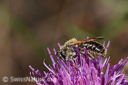 Knautien-Sandbiene (Andrena hattorfiana) auf Skabiosen-Flockenblume (Centaurea scabiosa) (C339072) Knautien-Sandbiene (Andrena hattorfiana) auf Skabiosen-Flockenblume (Centaurea scabiosa) (C339072)