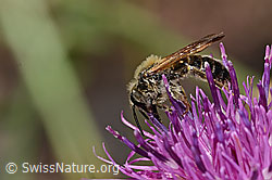 Knautien-Sandbiene (Andrena hattorfiana) auf Skabiosen-Flockenblume (Centaurea scabiosa) (C339075) Knautien-Sandbiene (Andrena hattorfiana) auf Skabiosen-Flockenblume (Centaurea scabiosa) (C339075)