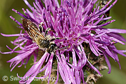 Knautien-Sandbiene (Andrena hattorfiana) auf Skabiosen-Flockenblume (Centaurea scabiosa) (C339076) Knautien-Sandbiene (Andrena hattorfiana) auf Skabiosen-Flockenblume (Centaurea scabiosa) (C339076)