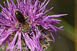 Knautien-Sandbiene (Andrena hattorfiana) auf Skabiosen-Flockenblume (Centaurea scabiosa) (C339079) Knautien-Sandbiene (Andrena hattorfiana) auf Skabiosen-Flockenblume (Centaurea scabiosa) (C339079)