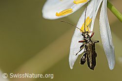 Graugrüner Schenkelkäfer (Oedemera virescens)