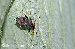 Rote Weichwanze (Deraeocoris ruber) (C339124) Rote Weichwanze (Deraeocoris ruber) (C339124)