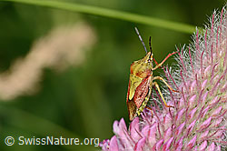 Foto: Purpur-Fruchtwanze (Carpocoris purpureipennis) an Purpur-Klee (Trifolium rubens)