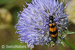 Foto: Veränderlicher Ölkäfer (Mylabris variabilis) auf Berg-Jasione (Jasione montana)