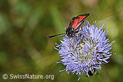 Foto: Thymian-Widderchen (Zygaena purpuralis) auf Berg-Jasione (Jasione montana)