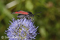 Foto: Thymian-Widderchen (Zygaena purpuralis) auf Berg-Jasione (Jasione montana)