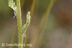 Gelbe Schafgarbe (Achillea tomentosa) (C339366) Gelbe Schafgarbe (Achillea tomentosa) (C339366)