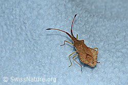 Rhombenwanze (Syromastus rhombeus) (C339442) Rhombenwanze (Syromastus rhombeus) (C339442)