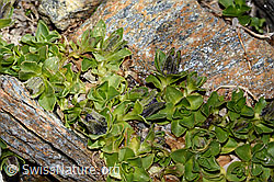 Mont Cenis-Glockenblume (Campanula cenisia) (C342755) Mont Cenis-Glockenblume (Campanula cenisia) (C342755)