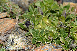 Mont Cenis-Glockenblume (Campanula cenisia) (C342757) Mont Cenis-Glockenblume (Campanula cenisia) (C342757)