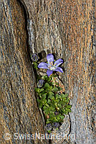 Mont Cenis-Glockenblume (Campanula cenisia) (C342818) Mont Cenis-Glockenblume (Campanula cenisia) (C342818)