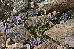 Mont Cenis-Glockenblume (Campanula cenisia) (C342832) Mont Cenis-Glockenblume (Campanula cenisia) (C342832)