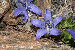 Mont Cenis-Glockenblume (Campanula cenisia) (C342836) Mont Cenis-Glockenblume (Campanula cenisia) (C342836)