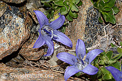 Mont Cenis-Glockenblume (Campanula cenisia) (C342837) Mont Cenis-Glockenblume (Campanula cenisia) (C342837)