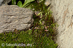 Foto: Haar-Birnmoos (Bryum capillare)