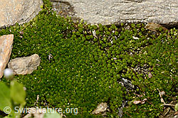Foto: Haar-Birnmoos (Bryum capillare)