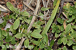 Frühblühender Thymian (Thymus praecox ssp. praecox) (C344238)