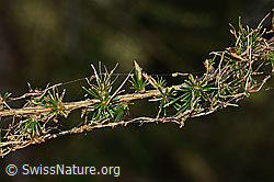 Foto: Lärchenzweig (Larix decidua) nach Befall durch Raupe des Orangegelben Breitflügelspanners (Agriopis aurantiaria)