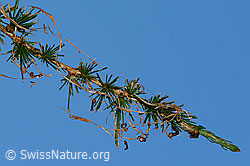 Foto: Lärchenzweig (Larix decidua) nach Befall durch Raupe des Orangegelben Breitflügelspanners (Agriopis aurantiaria)