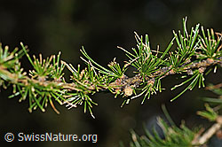 Foto: Lärchenzweig (Larix decidua) nach Befall durch Raupe des Orangegelben Breitflügelspanners (Agriopis aurantiaria)