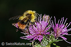 Wiesenhummel (Bombus pratorum) an Sumpf-Kratzdistel (Cirsium palustre) (25.07.2025, C346439)