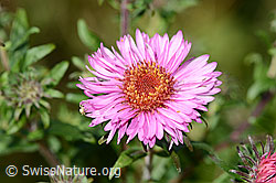 Neuenglische Aster (Aster novae-angliae) (C353064) Neuenglische Aster (Aster novae-angliae) (C353064)